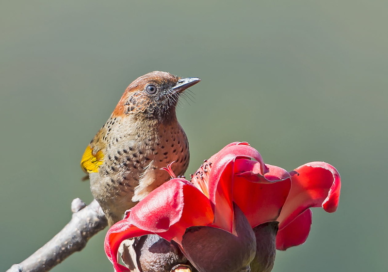 bird, brown bird, Uttarakhand, Red-headed, animal, red, brown, crowned, wildlife, beak, Chestnut-crowned Laughingthrush, Nikon D4S, feather, chestnut, nature