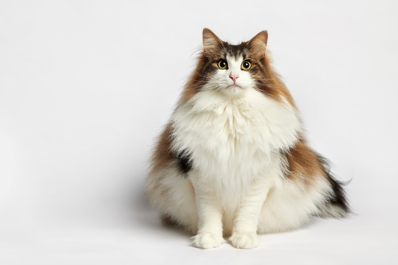 8K, portrait, Norwegian forest cat, white background, fluffy, cat