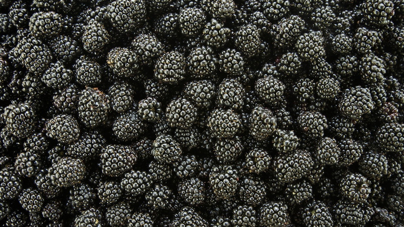 no people, abundance, backgrounds, fruit, healthy eating, wellbeing, food and drink, large group of objects, blackberries, 1080P, freshness, berries, food