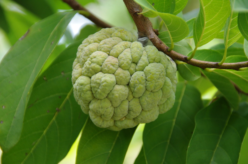 fruit, tasty, freshness, wellbeing, healthy eating, beauty in nature, outdoors, produce, growth, food, custard apple, 4K, leaf, agriculture, green color