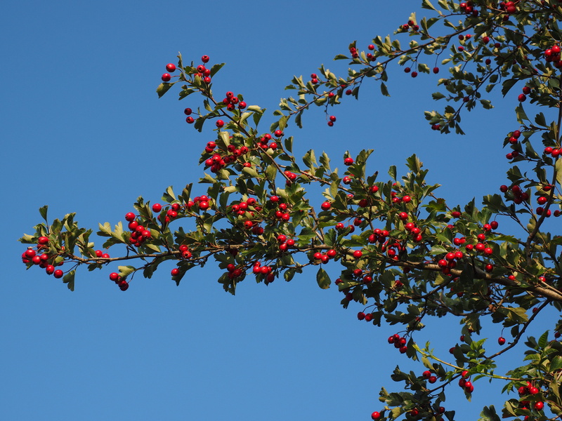 nature, hawthorn, fruit, Berries, eingriffeliger hawthorn, rosaceae, outdoors, season, food and drink, rowanberry, healthy eating, plant part, low angle view