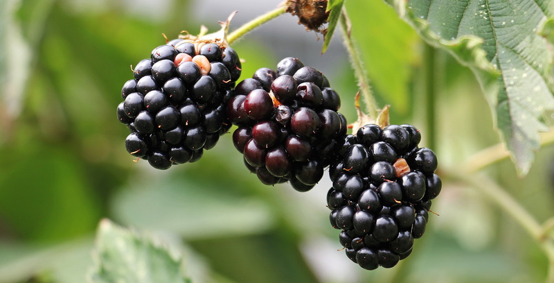 fruit, berry fruit, bramble, healthy, blackberry, delicious, berries, bless you, three, vitamins, selective, harvest, blackberries, dessert, fruity, plant