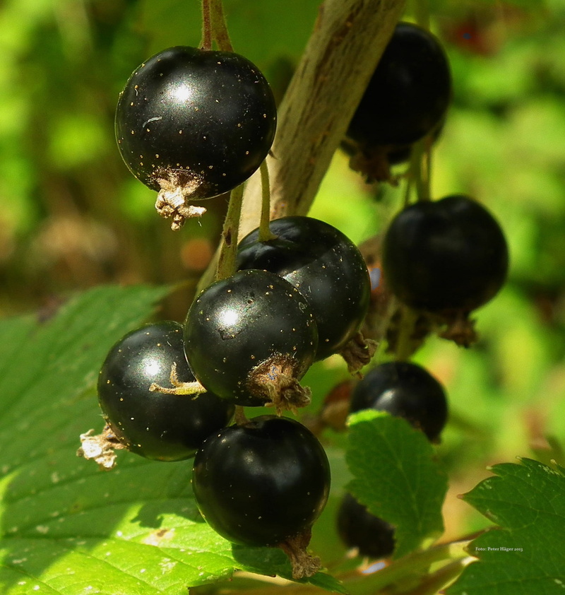 plant part, round, food and drink, plant, healthy eating, Foods, leaves, gardening, Blackcurrant, fruiting, 1080P, berry, freshness, gardens, edible, photography