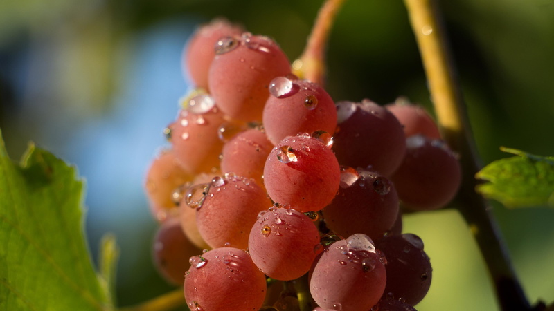 day, berry, closeup, grapes, nutrition, agriculture, produce, fruits, vitamin, sunlight, fresh, sweet, focus on foreground, plant, food and drink, berries