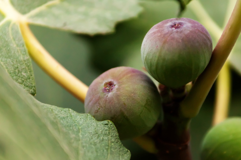 ripe, raw, Edible, outdoors, nature, green, Branch, wellbeing, grow, no people, leaf, healthy, food and drink, plant, sweet, Fig, fresh, Agriculture, growing