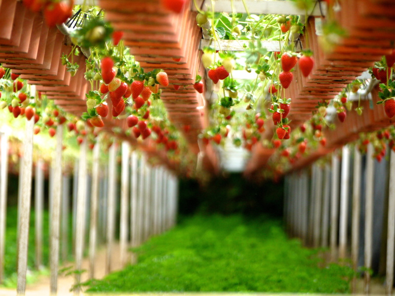 climbers, plants, plant, climbing, fruiting, food and drink, fresh, ornamental garden, strawberry, green color, grass, bright, stawberries, decoration