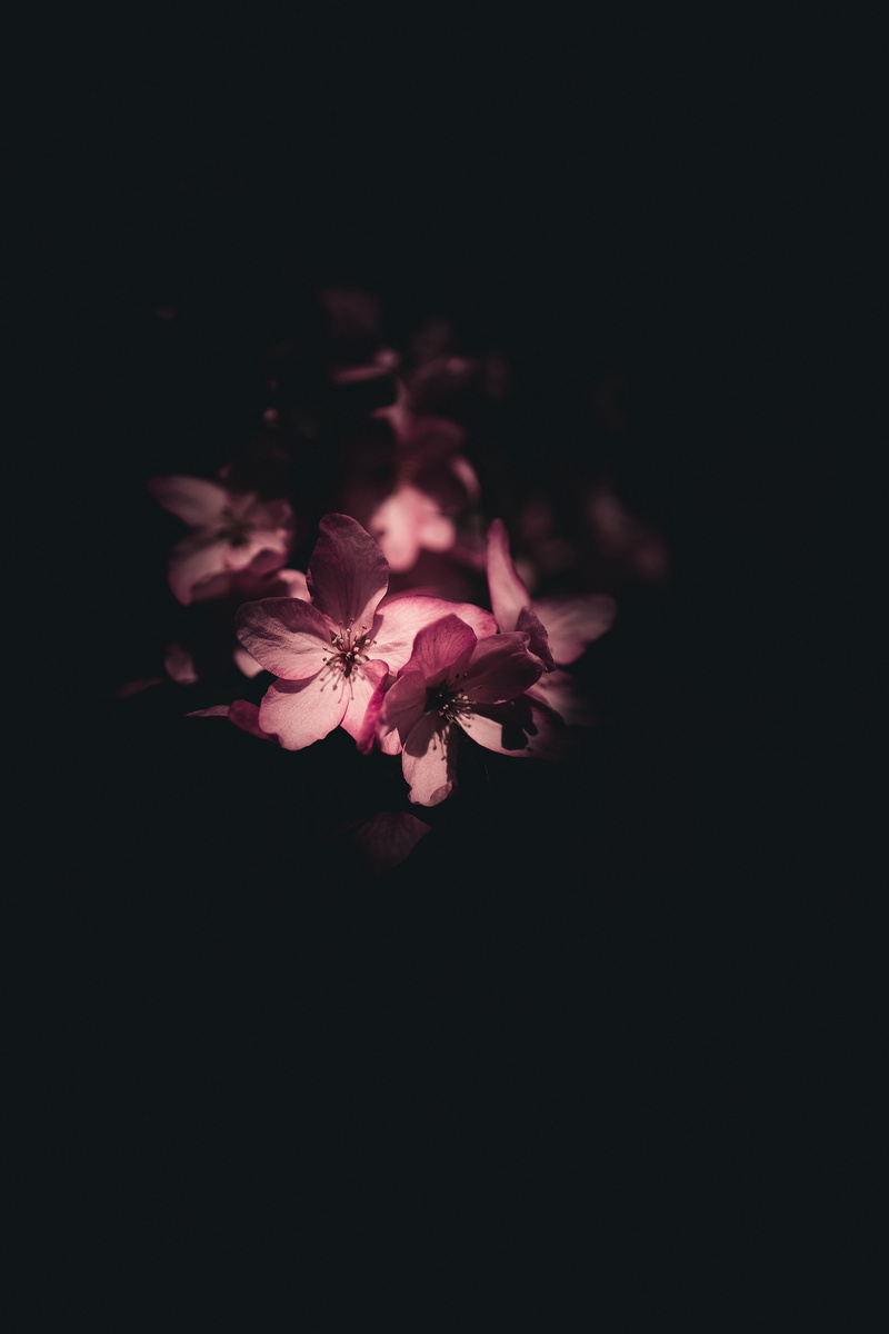blossom, flower, pollen, dark, human, cherry, plant, acanthaceae, fruit, wilted plant, micro, black, jasmine, copy space, hd, close-up, 5K, vulnerability