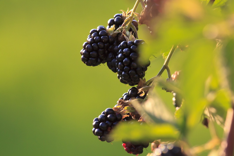 healthy, nature, fruits, close up, grape, delicious, day, ripe, bramble, berry fruit, healthy eating, wellbeing, no people, berries, food and drink, winemaking