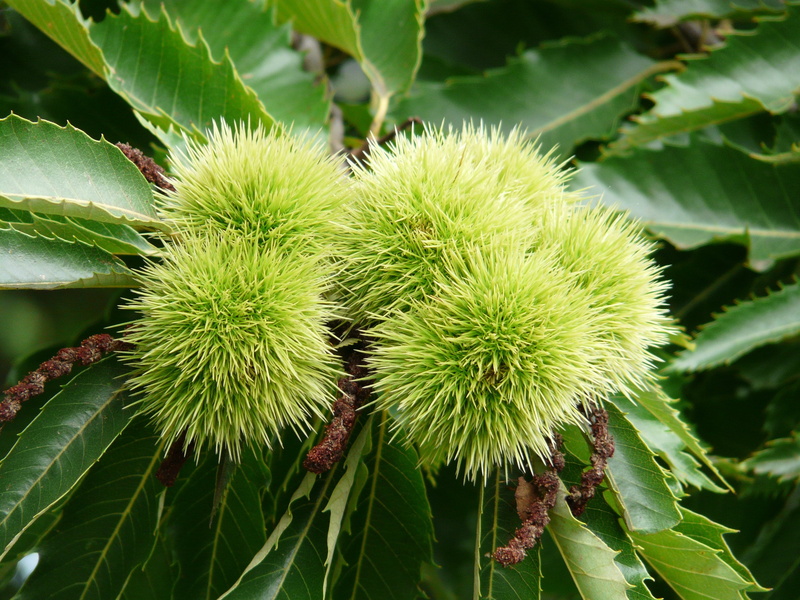 spiked, fruit, freshness, nature, tree, growth, castanea sativa, chestnut, no people, leaf, food and drink, food, prickly, green color, 2K, ripe, plant part