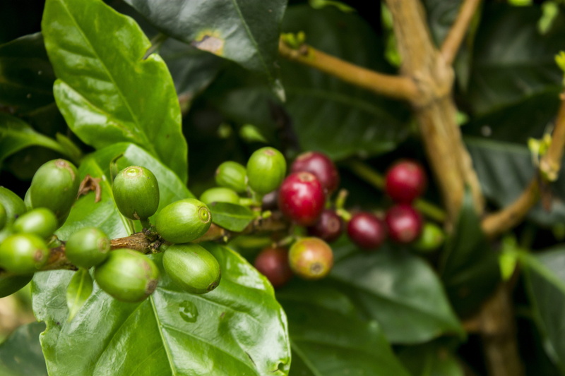 tree, 4K, growth, red, plant part, mature, day, close-up, ripe, coffee, freshness, outdoors, agriculture, crop, fruit, plant, plantation, green, healthy eating