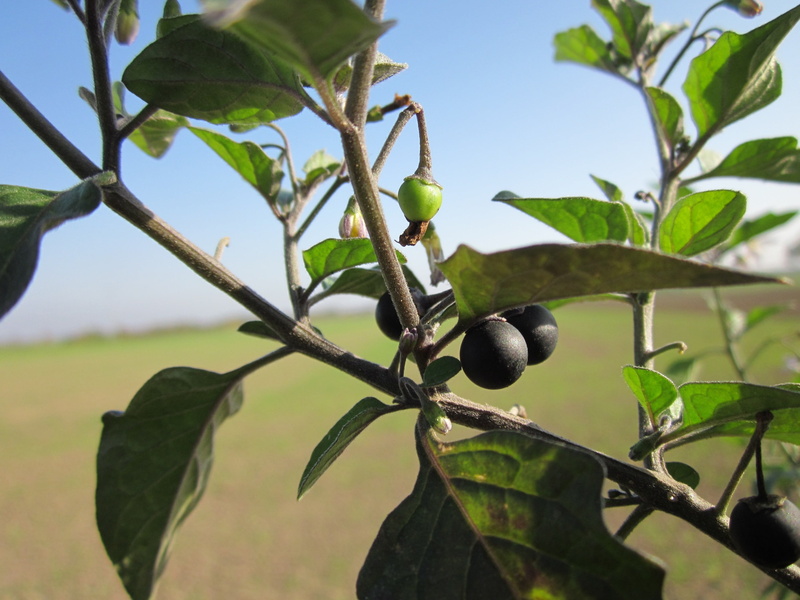 plant part, hounds berry, fruit, species, botany, food and drink, no people, wonder berry, food, outdoors, garden nightshade, weed, 2K, close-up, ripe