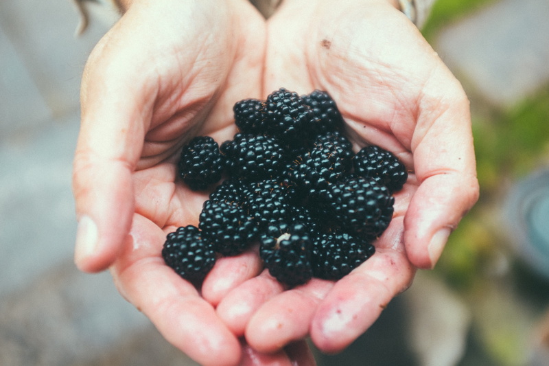 harvesting, natural, food and drink, healthy eating, plant, background, one person, green, nutrition, delicious, fresh, black, season, blackberries, finger