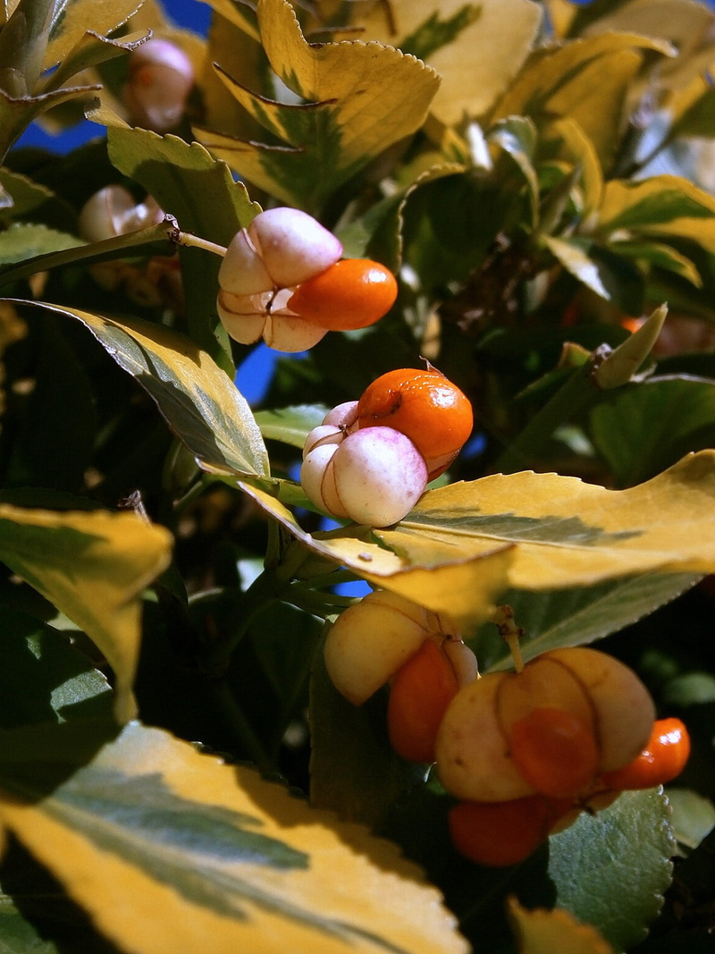 Berry, macro, summer, ornamental shrub, tree, outdoors, white, freshness, flower, autumn, focus on foreground, nature, meaty, flowers, bright, color, green Color