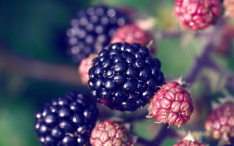 fruit, blackberries, 3d and abstract, nature, black, 1080P