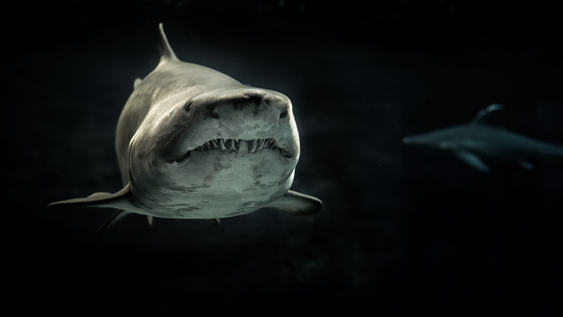 animals, teeth, close-up, 5K, wildlife, swimming, animal, animal themes, ocean, animals in captivity, vertebrate, sea, black background, undersea, animal body part