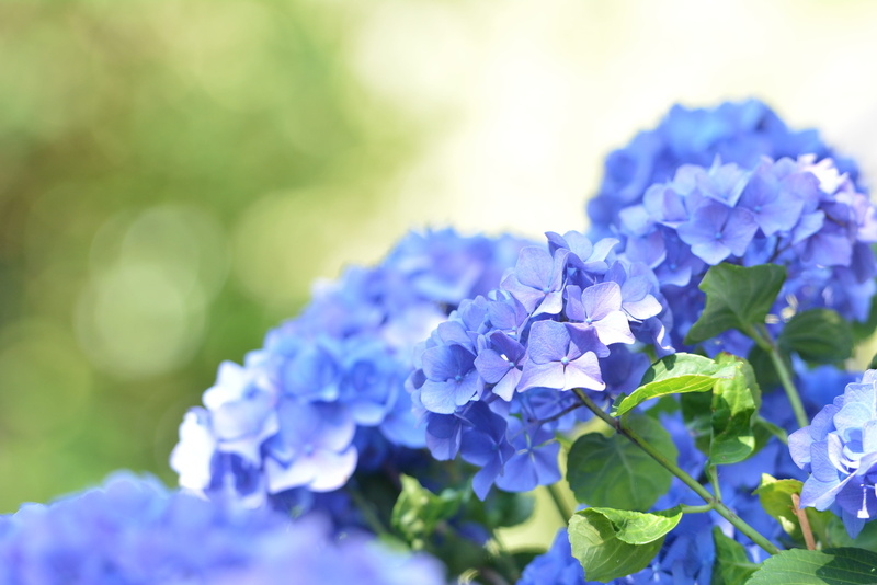 plant, close-up, springtime, no people, garden, flower head, petal, vulnerability, hydrangea, hydrangea family, flowers, nature, 4K, blue, softness, freshness
