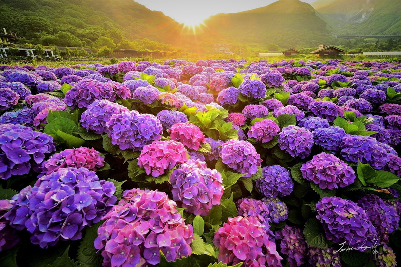 1080P, Hydrangea, Field, Earth, Purple Flower, Pink Flower, Flowers, Flower