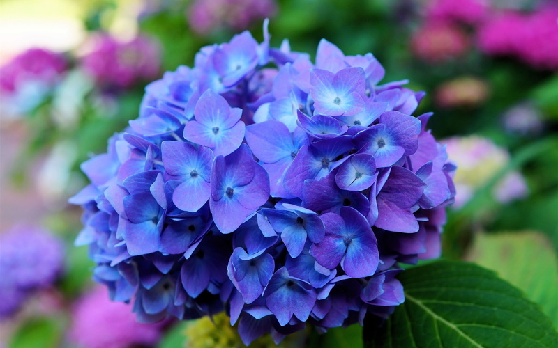 Blue, Macro, Hydrangea, 2K, Flowers