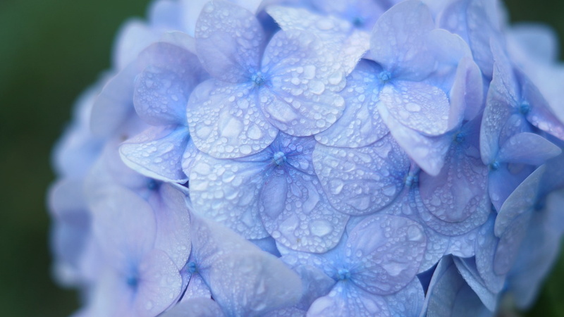 inflorescence, softness, purple, rain, springtime, beauty in nature, growth, purity, petal, day, water drops, nature, plant, flower, flowering plant, vulnerability