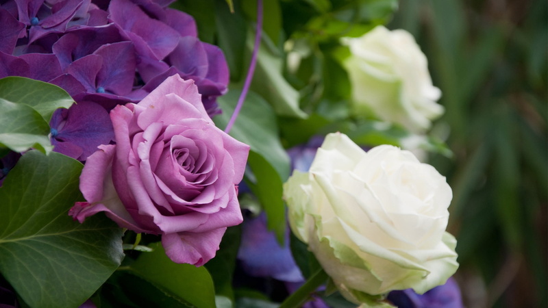 pink, petal, beauty In Nature, close-up, pink Color, love, green Color, flowers, summer, growth, flower, outdoors, rose - Flower, softness, romance, rose
