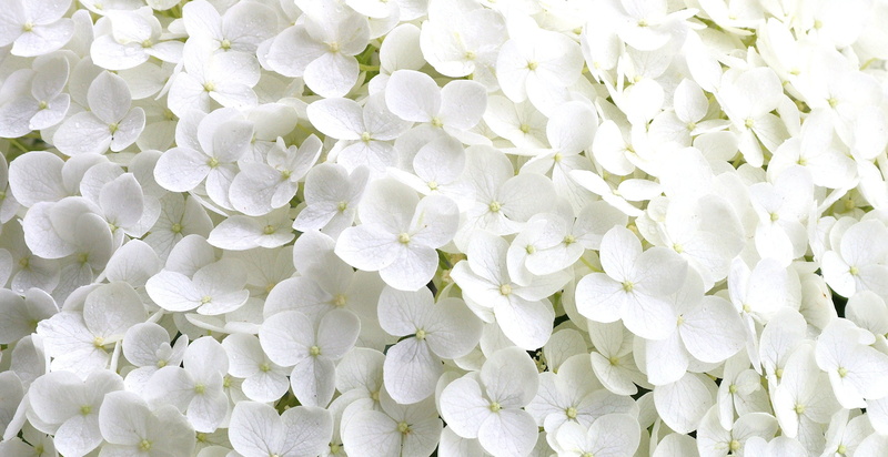 no people, inflorescence, flowers, day, freshness, plant, fragility, backgrounds, nature, softness, abundance, full frame, 2K, tiny flower petals, petal