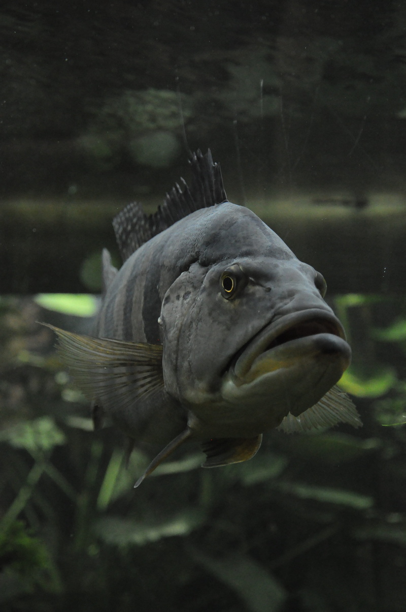 Nature, Fish, mouth open, marine, animal themes, close-up, gray, animal, vertebrate, one animal, animals in captivity, swimming, photo, closeup, animal head