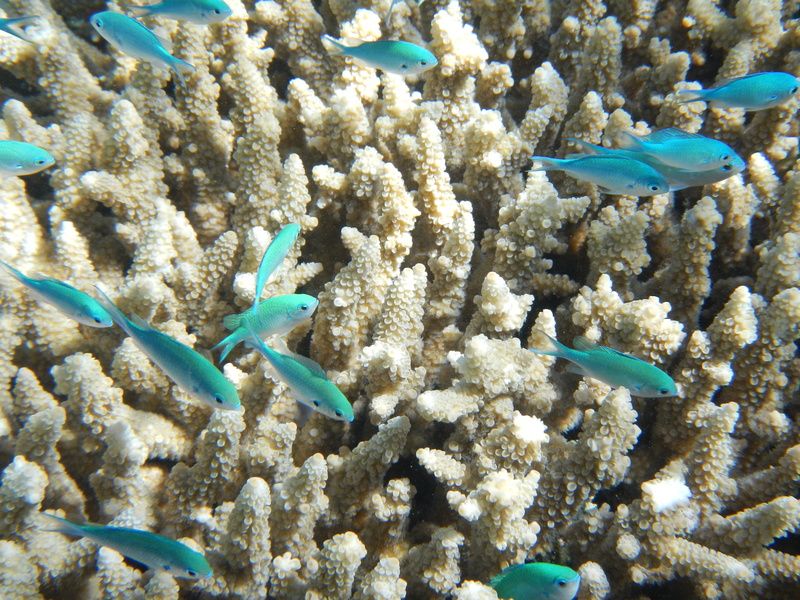 tropical, aquatic, tropical Climate, animal, ecosystem, wildlife, snorkeling, invertebrate, turquoise colored, swimming, australia, blue, water, sea, beauty in nature