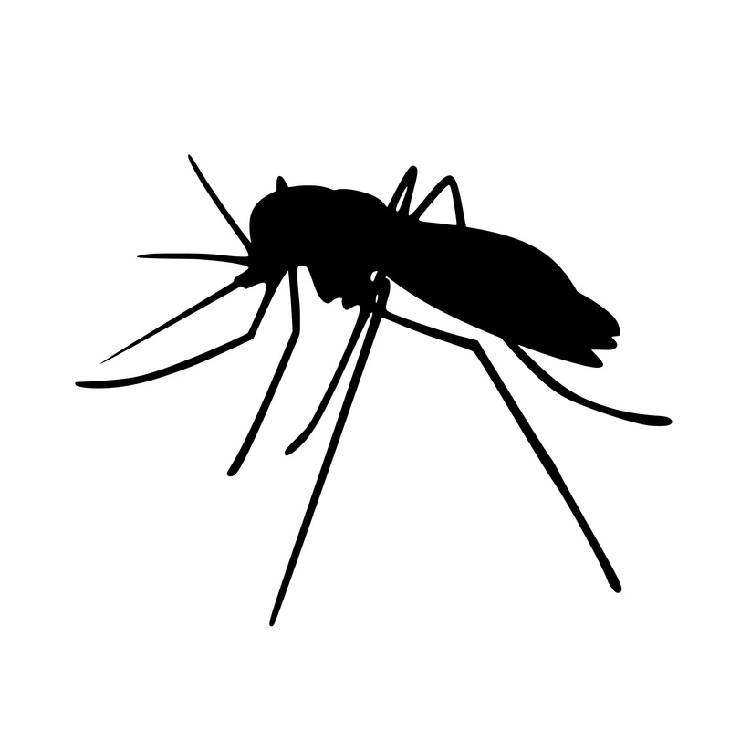 indoors, no people, insect, mosquito, insects, animal antenna, 1080P, summer, bug, animal body part, one animal, macro, nature, silhouette, illustration