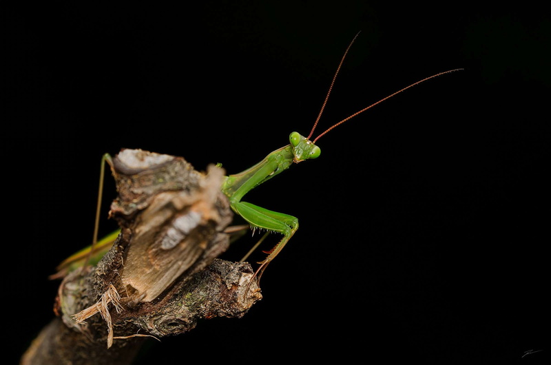 no people, night, outdoors, green color, grasshopper, animal, animal body part, natura, insect, animal antenna, close-up, copy space, rybak viktor, praying mantis