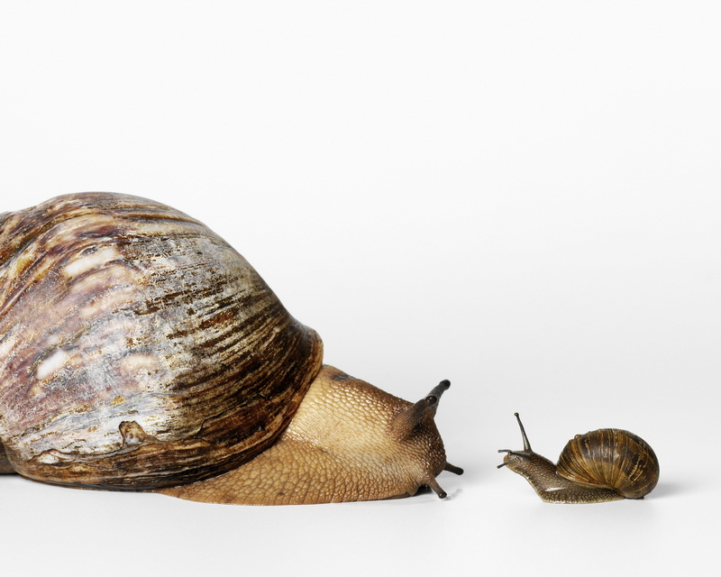 macro, indoors, studio shot, crawling, snails, 5K, gastropod, mollusk, garden Snail, wildlife, shell, slimy, group of animals, slippery, view, backgrounds