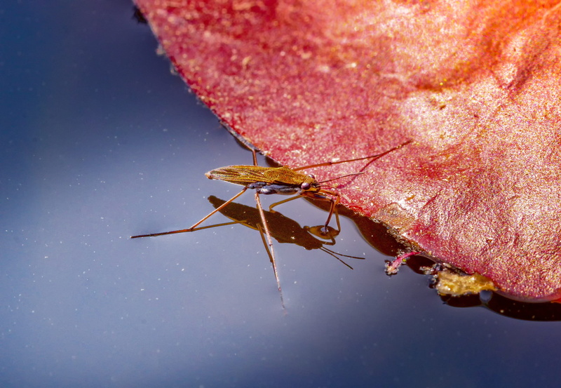 invertebrate, fragility, water striders, outdoors, water surface, water lily, waters, strider, animals in the wild, focus on foreground, fast blow, gerridae