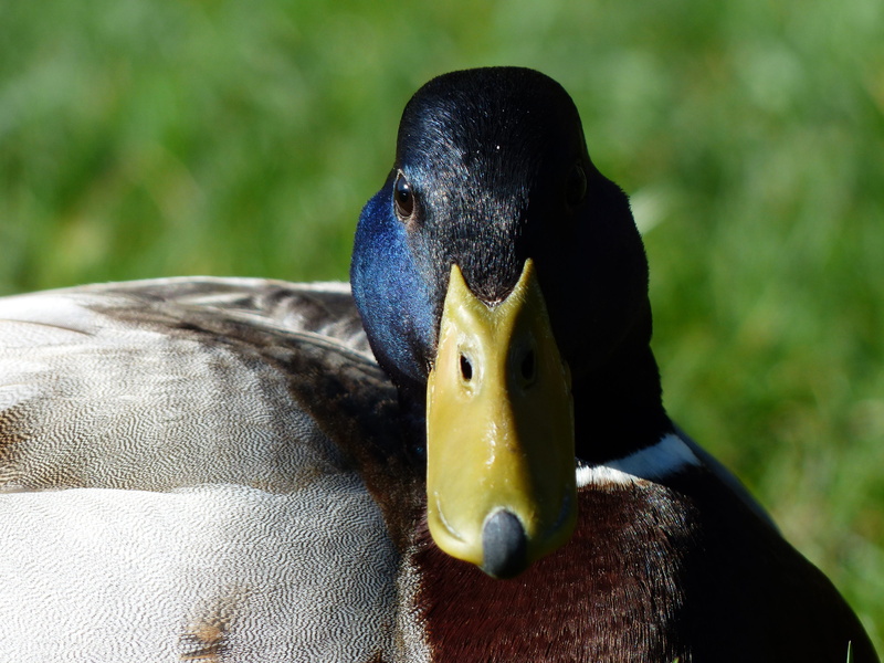 bird, neck ring, blue metallic, Mallard, domestic animals, white collar, swimming duck, animals in the wild, animal body part, mammal, march duck, beak