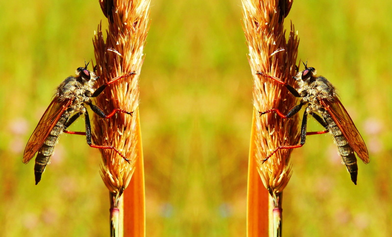 outdoors, animal themes, lawn, group of animals, sunlight, plant, insects, muchówki, animals in the wild, vegetation, animal wildlife, biology, no people