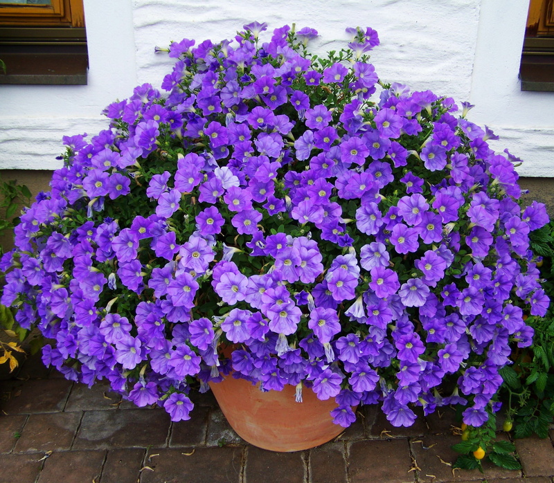 plant, day, flower, close-up, bunch of flowers, petunia, 2K, potted plant, growth, flowering plant, flower arrangement, summer flower, inflorescence, flower head