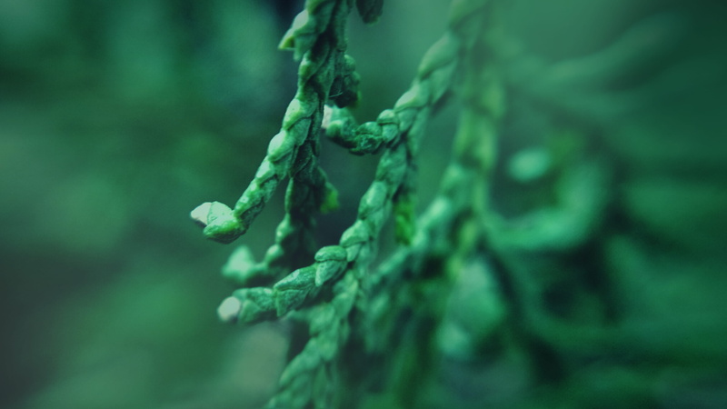 old, plant, day, tied up, macro, growth, tied knot, selective focus, outdoors, connection, turquoise colored, 4K, textured, green, leaves, focus on foreground