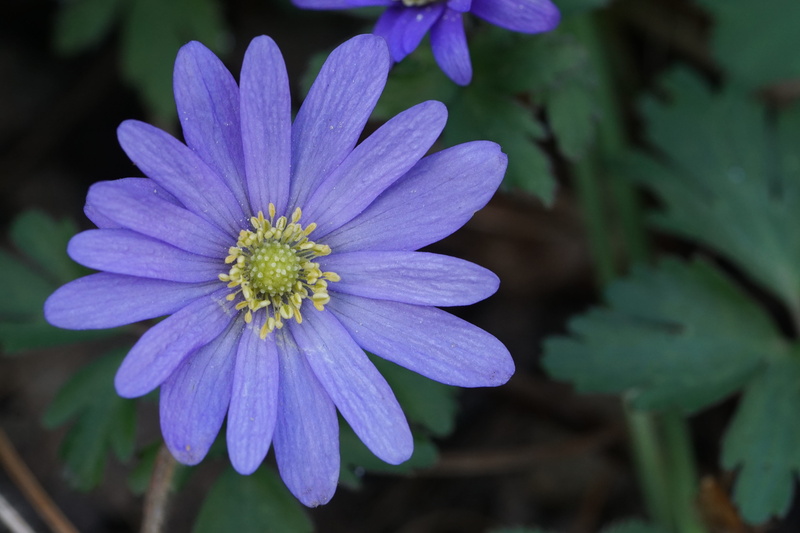 blossom, beauty in nature, close-up, plant, petal, no people, focus on foreground, day, freshness, purple, pollen, selective focus, 5K, inflorescence
