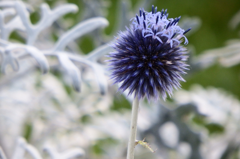 outdoors, petal, Dry, Plant, flowering plant, garden thistle, flower head, vulnerability, dandelion seed, nature, prickly, purple, beauty in nature, bluish