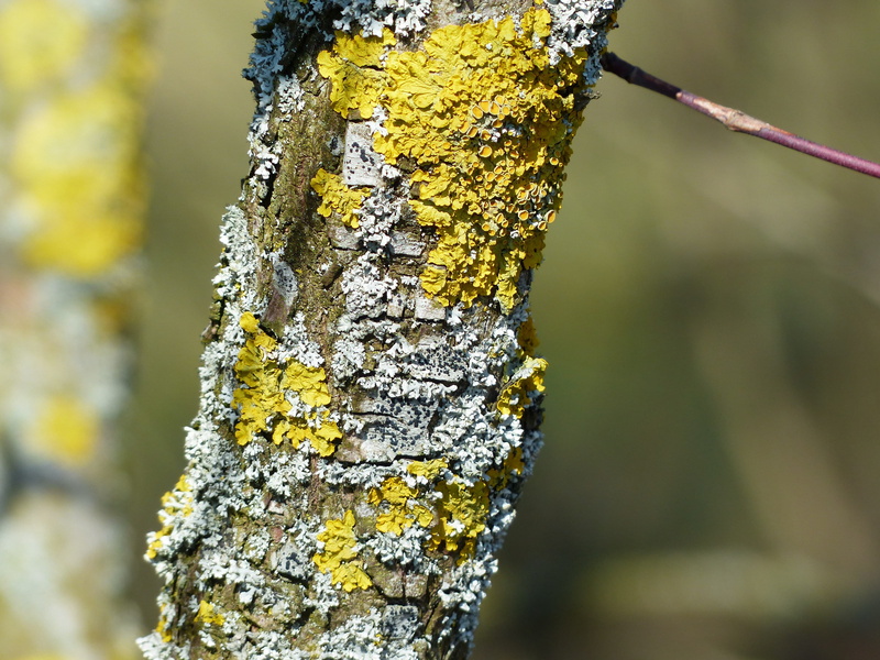 growth, trunk, branch, xanthoria parietina, greenish, blue grey, plant bark, schuesselflechte, chlorophyta, fungus, Leaf, close-up, nature, tree trunk