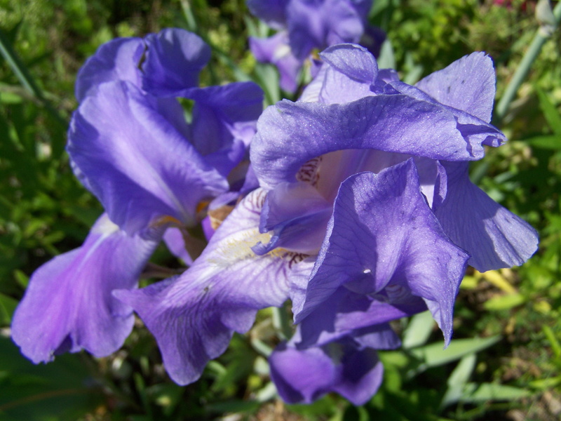 flower, iris - plant, inflorescence, plant, close-up, growth, vulnerability, outdoors, focus on foreground, spring flower, petal, freshness, fragility
