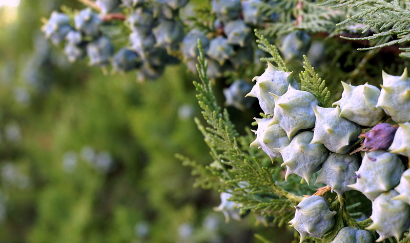 Spring, 4K, branches, Berries, vegetable, Garden, growth, food, Vegetation, bluish, skewers, flower, green color, leaf, focus on foreground, freshness