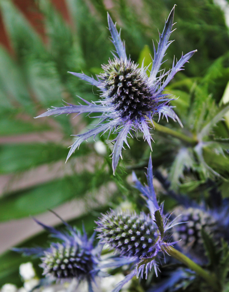 bluish, prickly, garden thistle, plant, purple, summer, focus on foreground, day, no people, garden, inflorescence, thistle, 4K, outdoors, growth, umbelliferae
