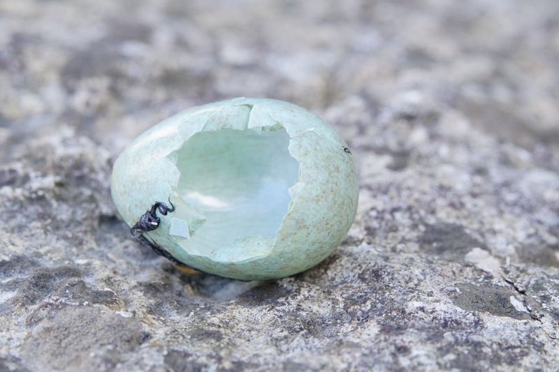 close-up, rock, frühlingsanfang, gemstone, bluish, outdoors, focus on foreground, no people, animal wildlife, chicks, stone - object, blackbird, shell