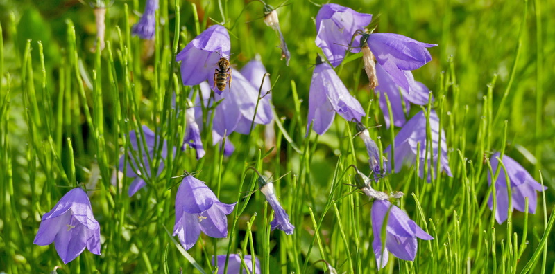 later chen, green color, fresh, campanula rotundifolia, flowering plant, inflorescence, bluish, light, field, flowers, growth, no people, landscape, plant