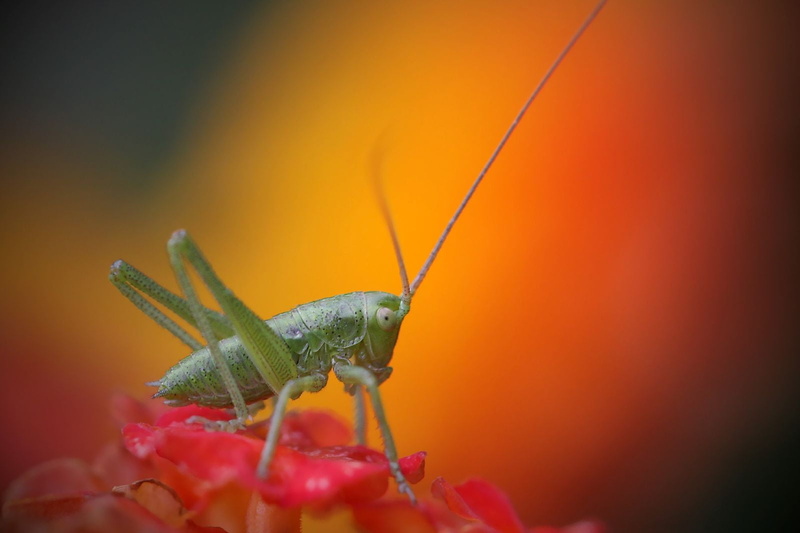 Explore, macro, katydid, selective focus, focus, flower, insect, wildlife, Canon 40D, antenna, grasshopper, close-up, nature, animal, petaled, orange, green