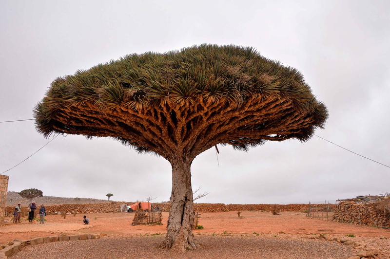 sky, dry, 2K, Middle  East, landscape, Socotra  Island, nature, socotra, leaf, africa, desert, green leaf, Dracaena  cinnabari, tree, green, Dragons Blood Tree