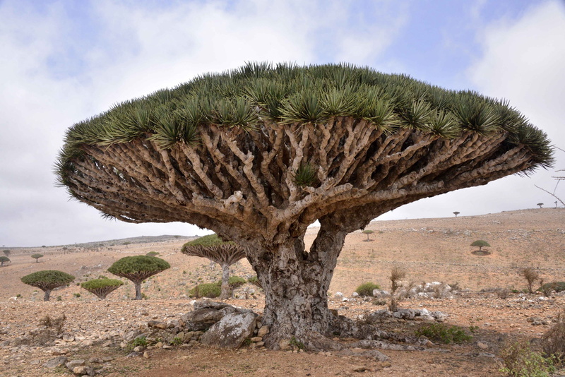 2K, Socotra Island, Dragon Tree, Dracaena cinnabari