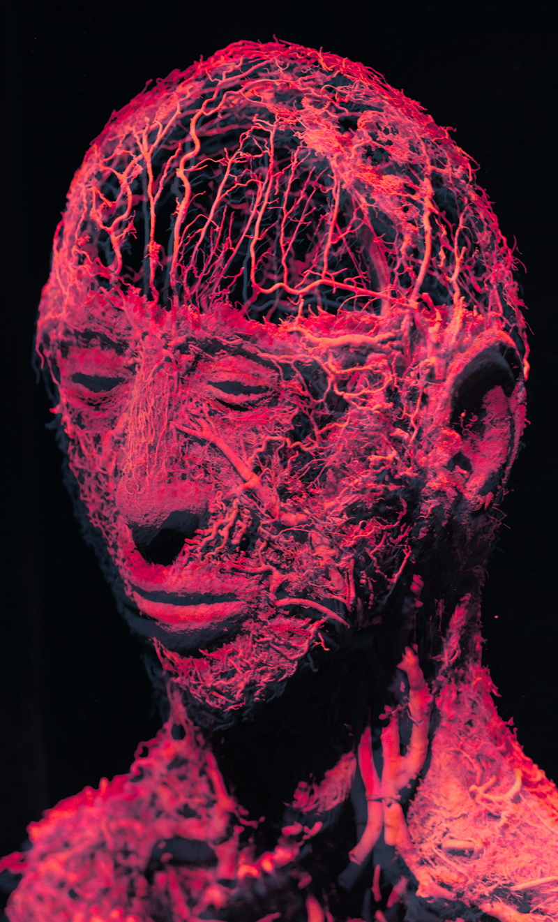 man, pattern, 4K, mystery, purple, males, ornament, art, human body part, germany, obscured face, halloween, blautalcenter, studio shot, hairstyle, koerperwelten