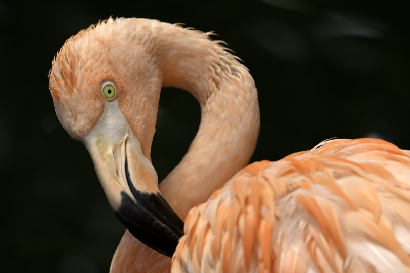 pink Flamingo, nature, Portrait, 5K, animals In The Wild, zoo, feather, pink Color, pink, avian, flamingo, wildlife, beak, animal, bird