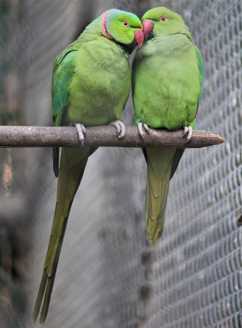 day, animal, group of animals, two animals, animal themes, wildlife, cute, exotic, tropical, branch, tree, pair, perching, parakeet, 4K, sweet, lovebirds