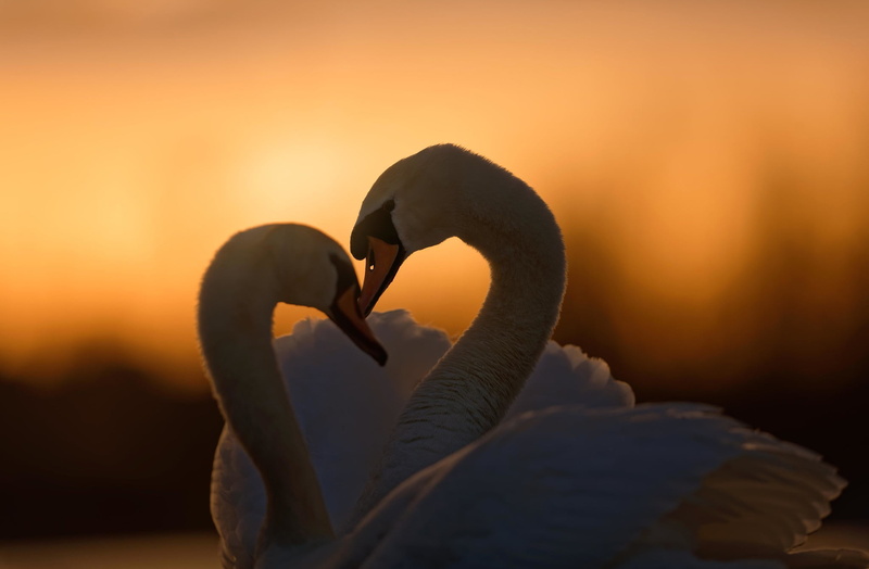 love, birds, swans, pair, 1080P, sunset, a couple